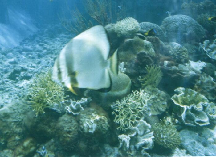 Koralrevet i Great Barrier Reef ved Hayman island