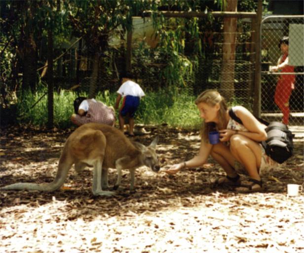 Jeg fodrer en knguru i Caversham zoo